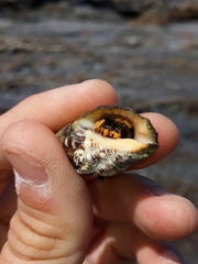 Clibanarius virescens