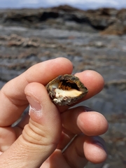 Clibanarius virescens