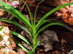 Dipodium scandens