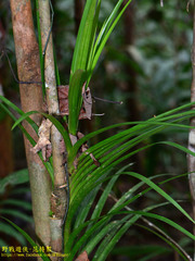 Dipodium scandens