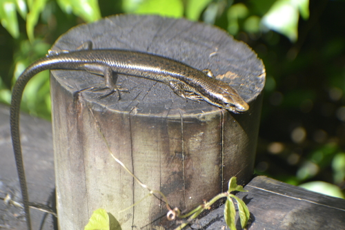 Greater Martinique Skink, Mabuya mabouya