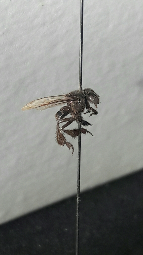 Tetragonisca buchwaldi