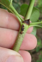 Phymatophaea pustulifera