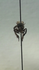 Tetragonisca buchwaldi