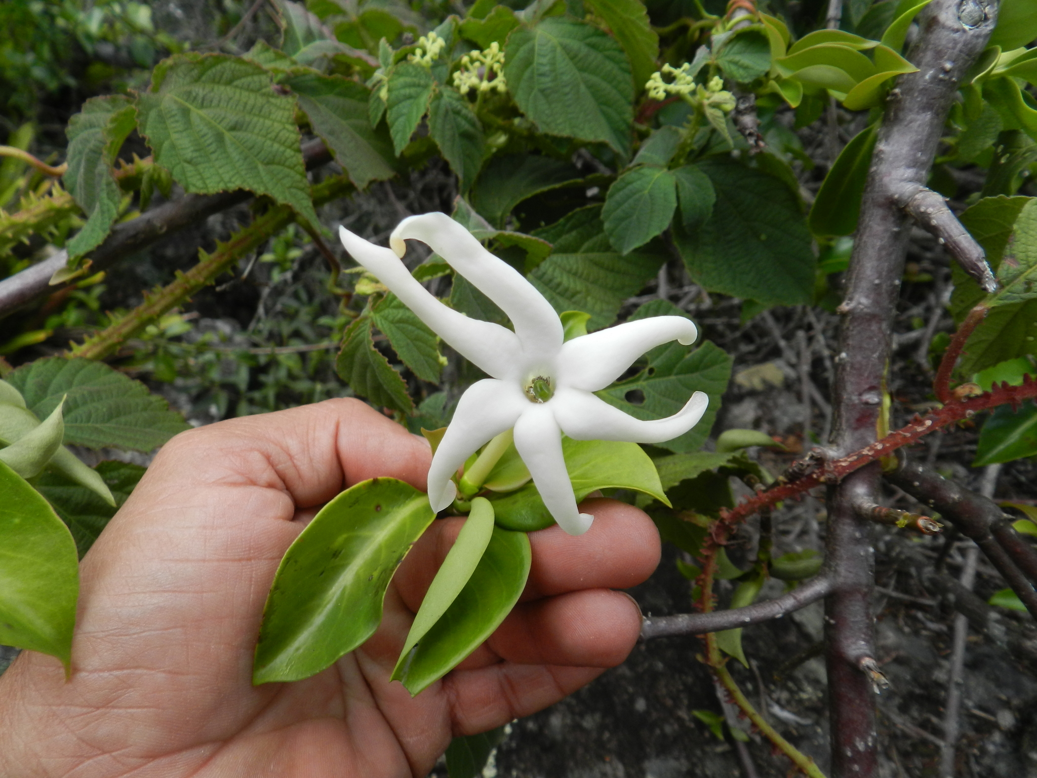 Hillia parasitica