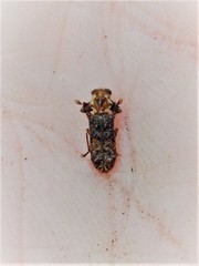 Phymatophaea pustulifera