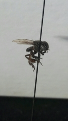 Tetragonisca buchwaldi