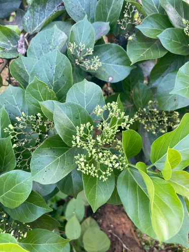 Premna serratifolia observed 2025-08-22