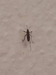 Culex quinquefasciatus