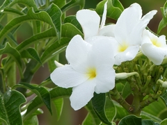 Plumeria pudica