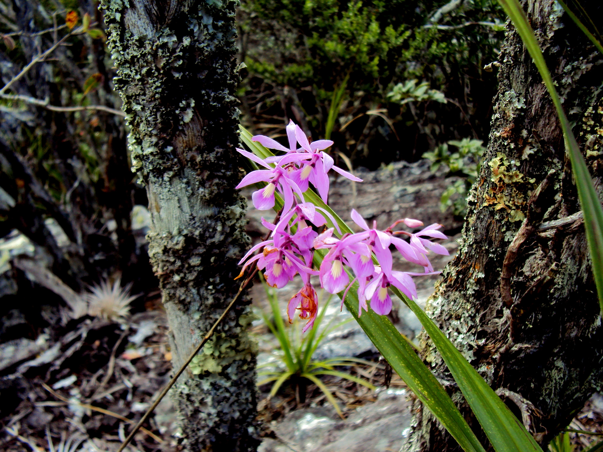 Pseudolaelia vellozicola