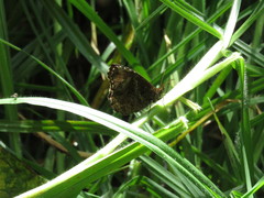 Panyapedaliodes drymaea