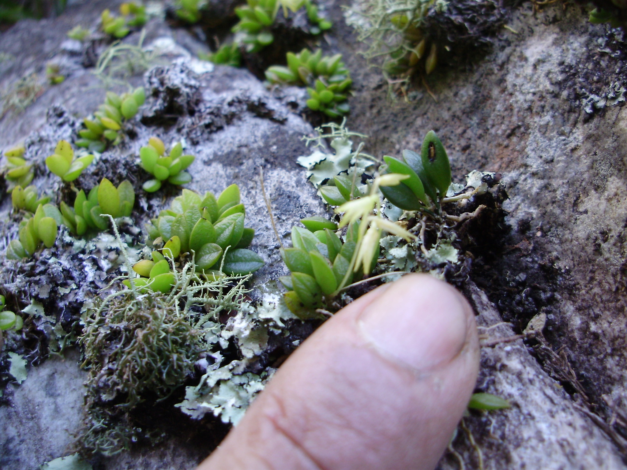 Anathallis aristulata