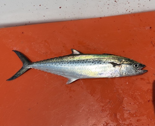 Indo-Pacific king mackerel (Scomberomorus guttatus) — Scombridae