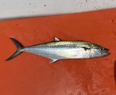 Indo-Pacific King Mackerel photo 2