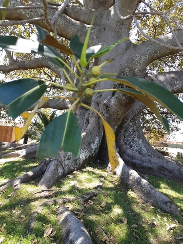 Ficus angladei