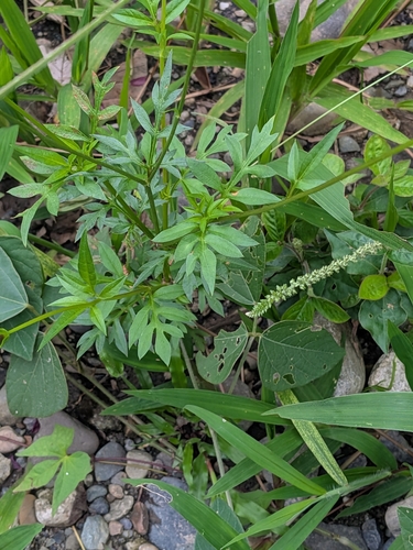 Cosmos caudatus