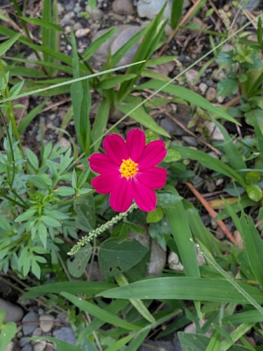 Cosmos caudatus