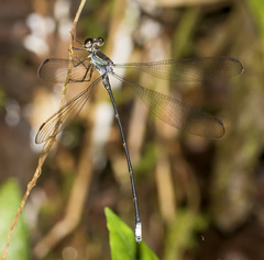Philogenia mangosisa