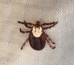 Dermacentor variabilis