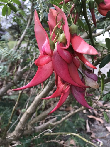Clianthus puniceus