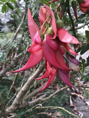 Clianthus puniceus