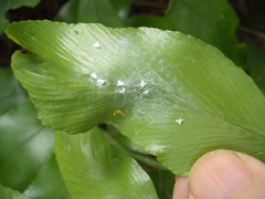 Trialeurodes asplenii