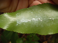 Trialeurodes asplenii