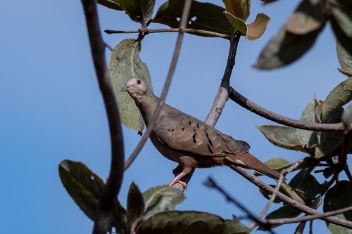 Ruddy Ground Dove