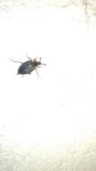 Oxelytrum discicolle