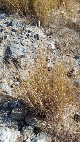 Bothriochloa barbinodis