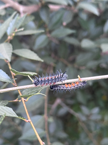 Mourning Cloak