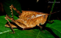 Colpolopha praemorsa