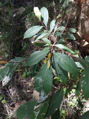 Elaeocarpus reticulatus