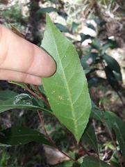 Elaeocarpus reticulatus
