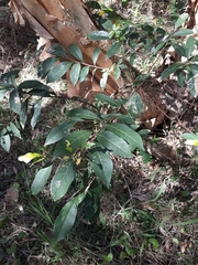 Elaeocarpus reticulatus