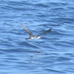 Puffinus lherminieri