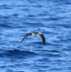 Puffinus lherminieri