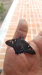 Phocides urania