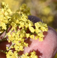 Eriogonum corymbosum nilesii