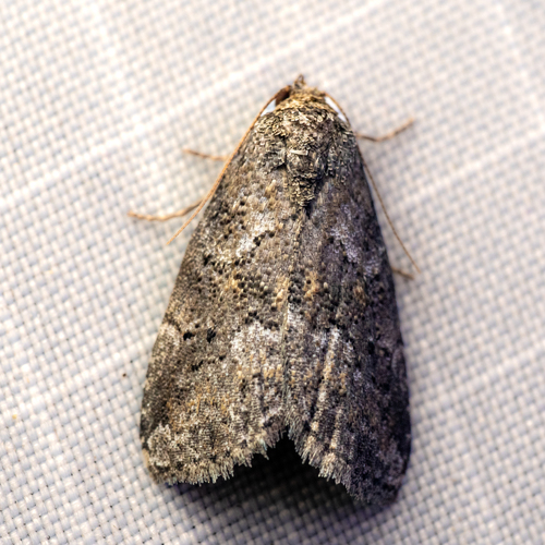 White-lined Graylets photo 2