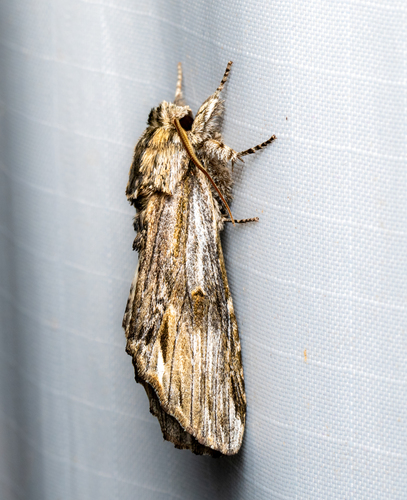 White-streaked Prominent photo 5