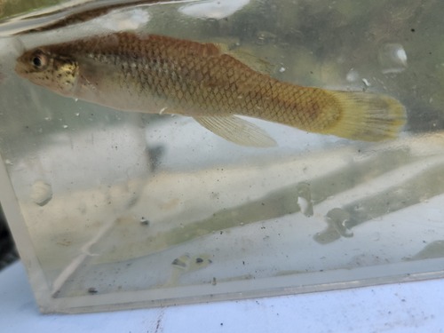 Speckled killifish (Fundulus rathbuni) — Fundulidae — 4