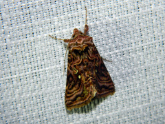 Autographa mappa