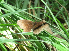 Panyapedaliodes drymaea