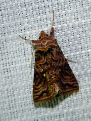 Autographa mappa