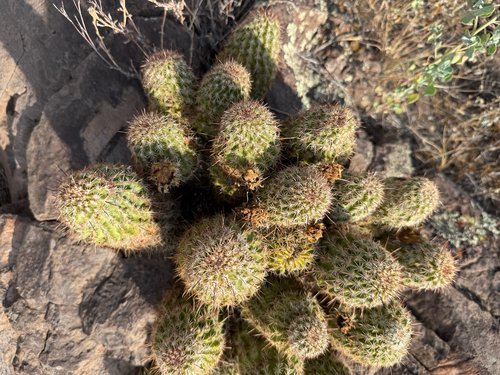 Echinocereus bonkerae