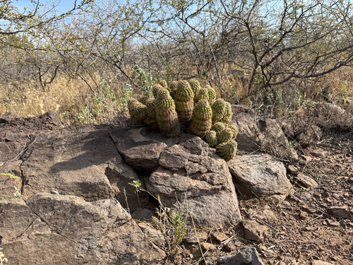 Echinocereus bonkerae