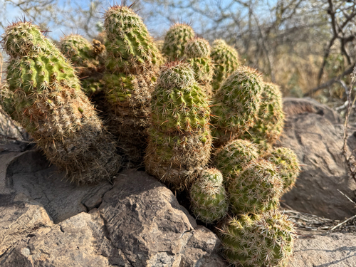 Echinocereus bonkerae