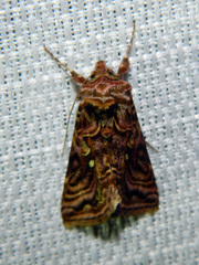 Autographa mappa